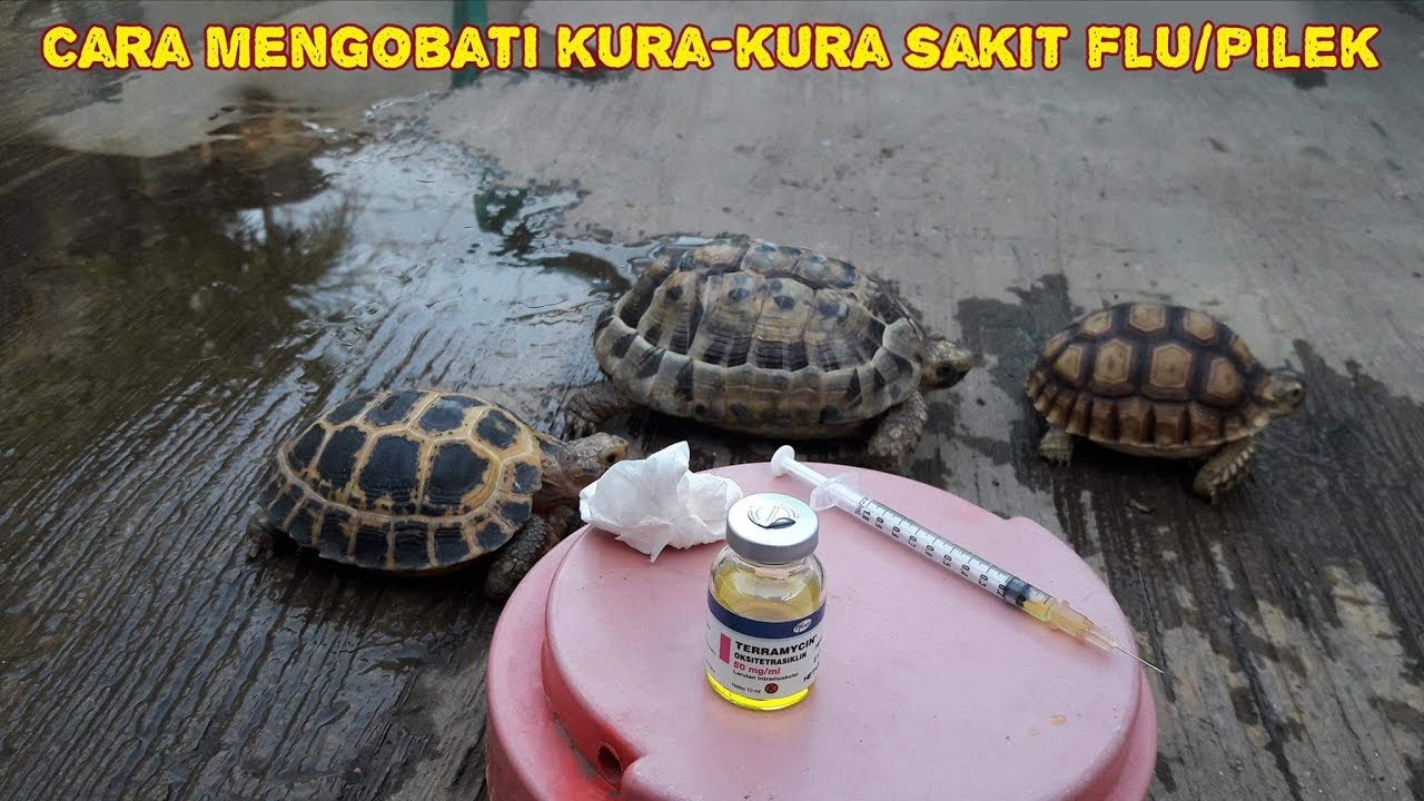 Cara Mengobati Kura-kura Sakit Pilek 