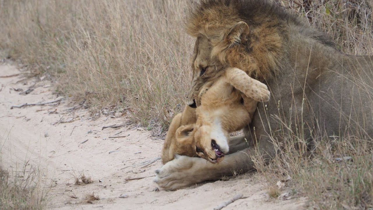 Rare footage of the African lion |   