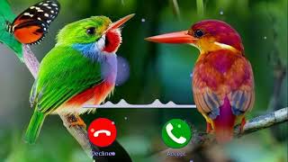 Phone Ringtone Pakhir Sur