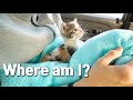 I Rescued a Kitten Abandoned by Her Mom and Brought my Home!