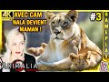 Nala devient maman  avec cam   animalia survival 2k  gameplay fr