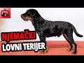 🐕 Njemački Lovni Terijer Pas – Sve O Njemačkim Lovnim Terijerima!