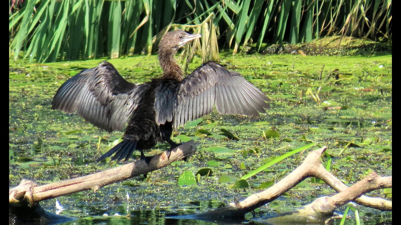 1850. Kormorán malý, Pygmy cormorant, Zwergscharbe, Dwergaalscholver, Cormoran pygmée