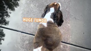 My Dogs 6.5lbs Tumour 😲 | PAWSOME PETS