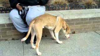 Rudy-Available At The Humane Society Of Missouri