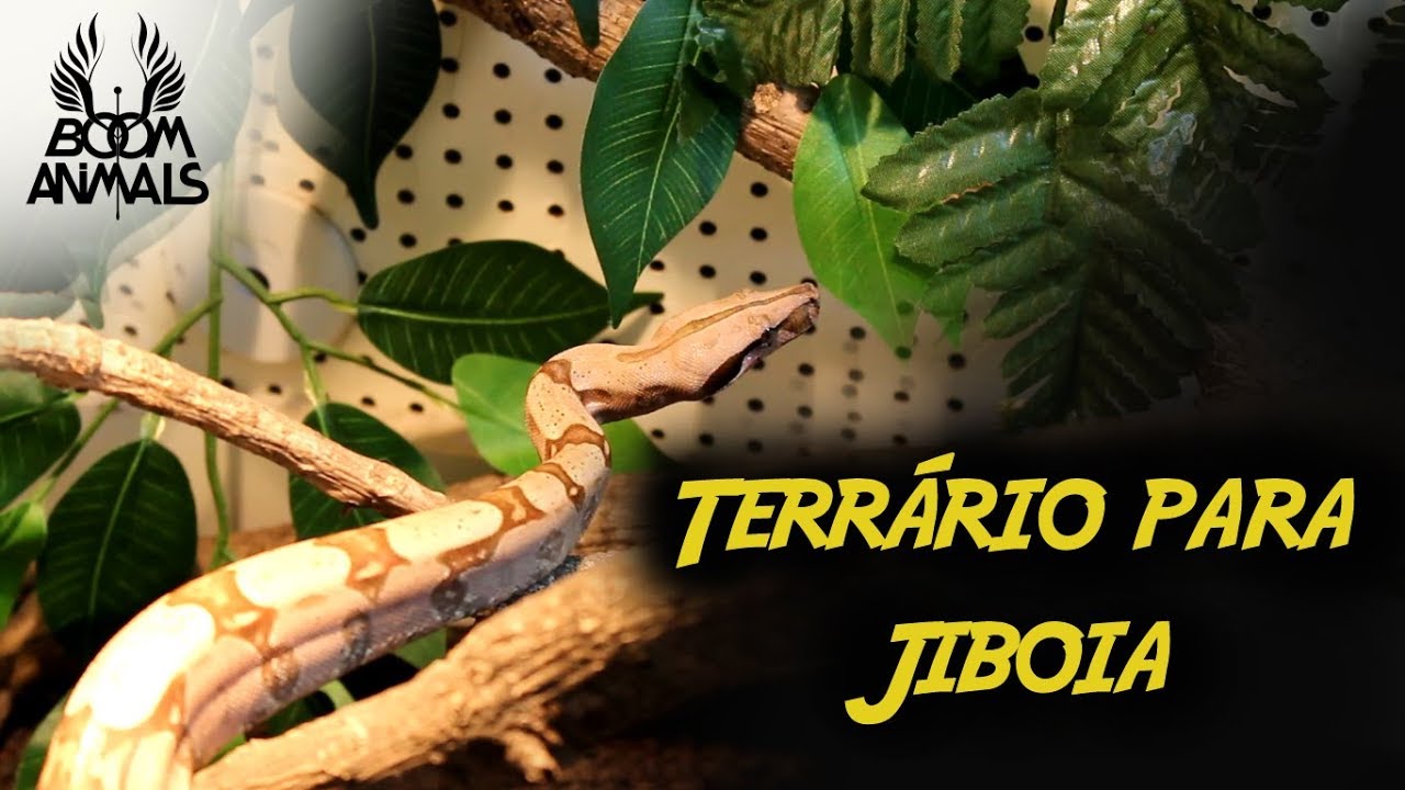 Terrário para Jiboia
