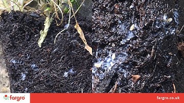 The monitoring and identification of soil pests with Stuart Mills