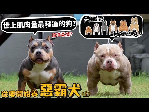 【從零開始養】惡霸犬!世界上肌肉量最發達的狗?六種體型?最大體型驚人上百公斤?最小上不了樓梯?【許伯簡芝】American Bully