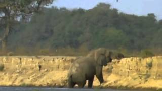 BBC Natural World 1998  Vanishing Pools of the Zambezi