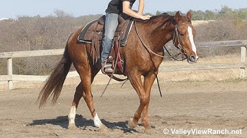 Stylish Duel - jogging, loping, stops, turns! - ValleyViewRanch.net