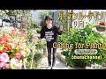 【ガーデンルーティン】秋🍁９月中旬🍁Garden Routine⭐Caring for Autumn Plants🌳🌼