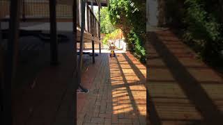 Boy rides toy bike down hill and crashes into tree