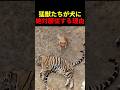 猛獣たちが犬に絶対服従する理由 #動物 #ペット #かわいい #癒し #animals #犬 #トラ