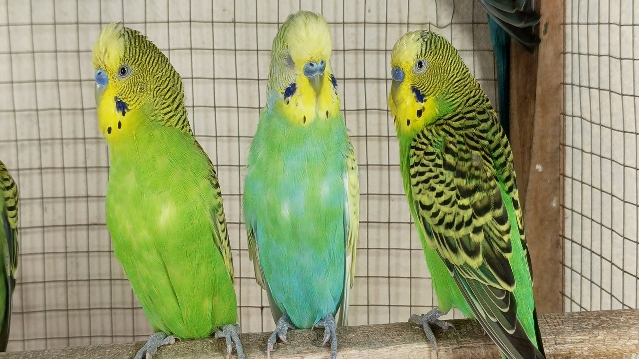12 hr Budgie Sounds for Lonely birds to make them happy