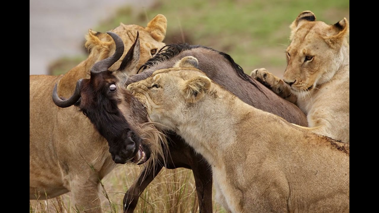 Лев, фото и факты о животном