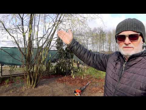 Wideo: Jak przycinać wykrzywione leszczyny?