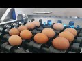 Kyowa sky-760 egg grade and packer in korea