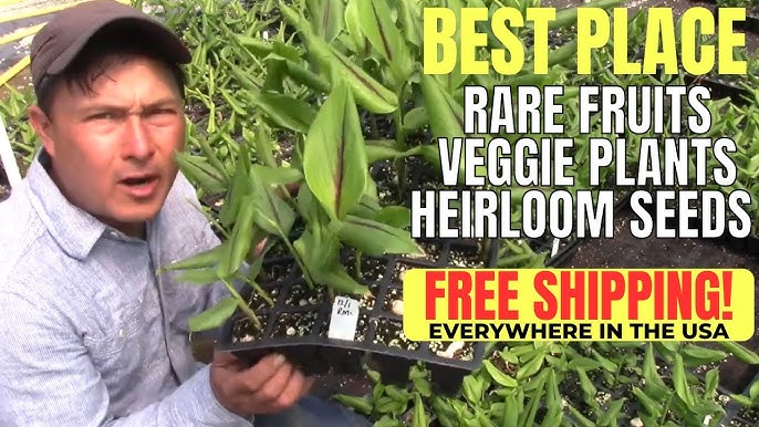 Best place to order vegetable plants online