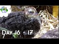 Raising Celadon / Coturnix Quail Chicks - Day 16-17: A New Home!