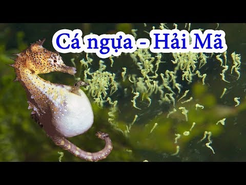 Hải Mã - Cá ngựa. bạn biết gì về loại cá này - Loại cá có nhiều công dụng tốt. Nhận dạng cây thuốc