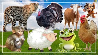 Farm Animal Sounds - Jaguar, Monkey, Pheasant, Sheep, Frog, Dairy Cow, Chicken - Animal Sound Effect