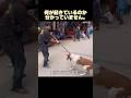 突然、犬に輪がかけられました。