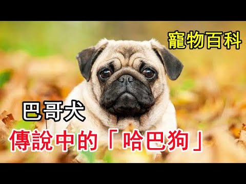 【巴哥】來自中國的巴哥犬，傳說中的「哈巴狗」