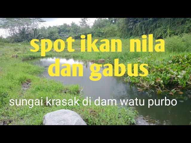 spot mancing ikan nila dan gabus class=