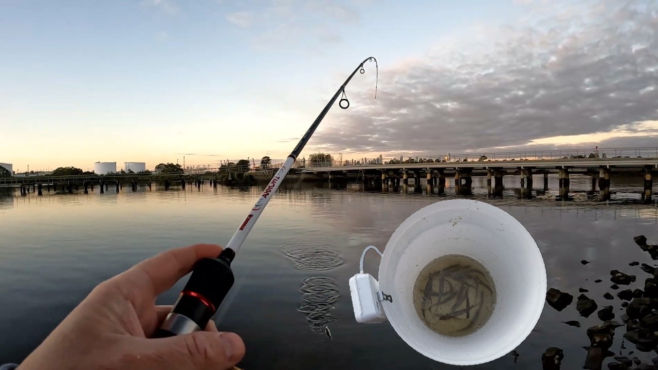 Fishing For MULLOWAY Live Baits