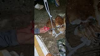 Kubutan Ipaon Sa Pasol