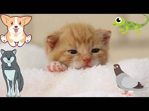 Baby Animals Part