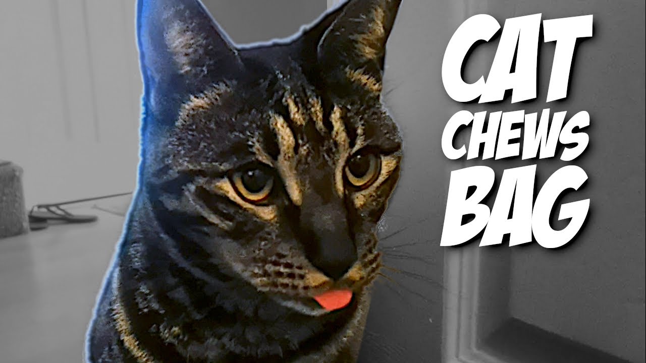Cat Chews Bag Naughty F5 Savannah Cat Raids Trash Cat Eats Plastic