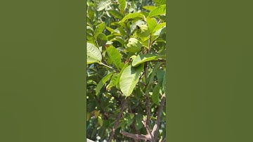 Cây ồi ruby thái