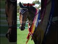 My Dreams Are Just Dreams FW Horse Equestrianjourney Equestrian Pony My Dreams Are Just Dreams FW Horse Equestrianjourney Equestrian Pony