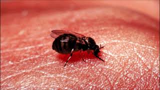 Insects | Black fly | Larvae that take over human skin | Invasive species | Stinging | Treatment