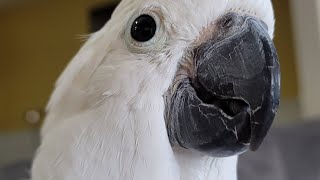 baby umbrella cockatoo sisu normal day with my angel sisu