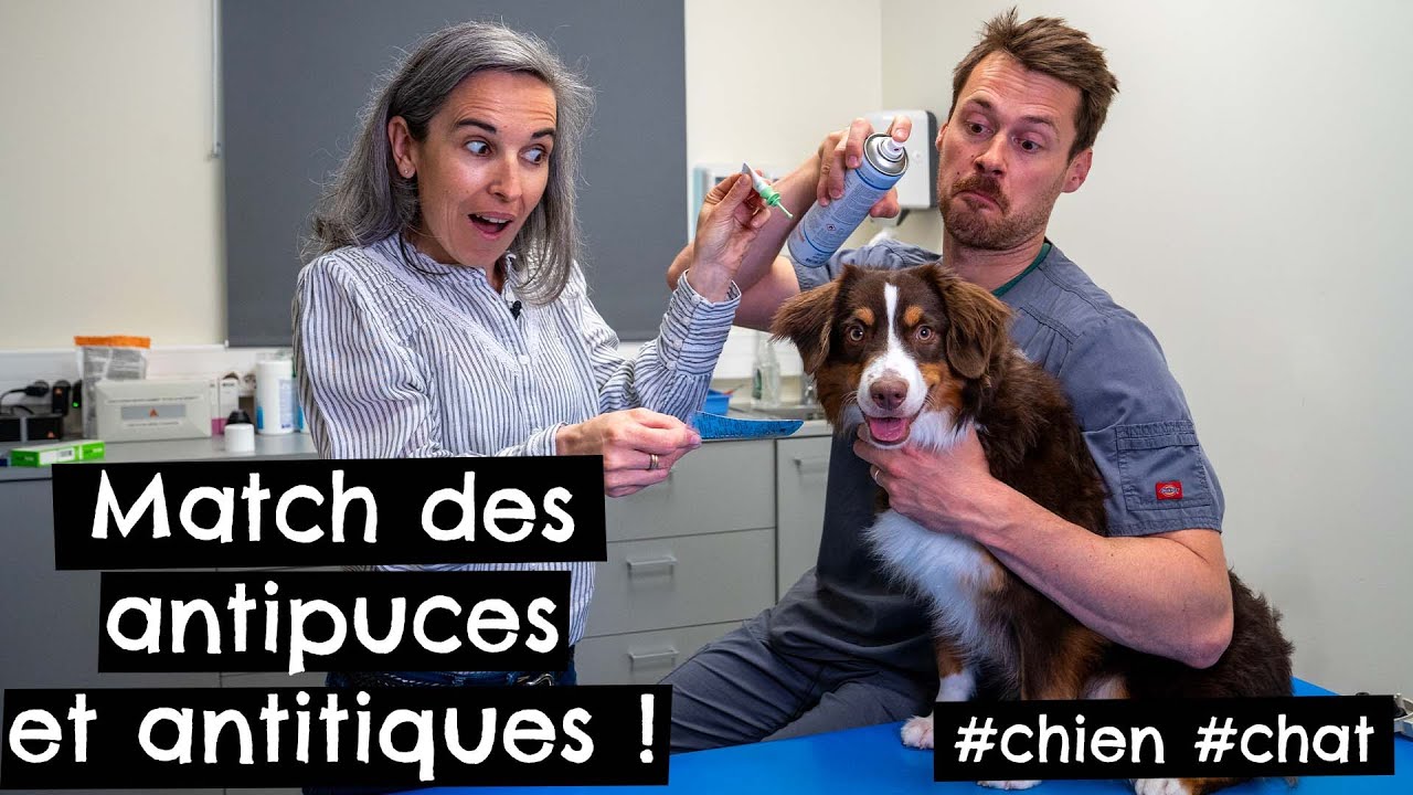 Match des antipuces et antitiques #chien 🐶 #chat 🐱