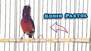 Burung Kolibri Ninja Pastol, Trecet Aktif Bunyi