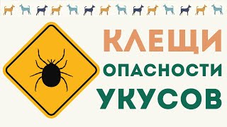 Клещи. Опасности укусов. Как правильно защитить своего питомца