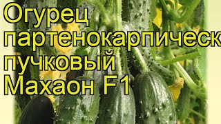Огурец Махаон (Огурец). Краткий обзор, описание характеристик, где купить семена cucumis sativus