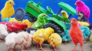 BONITA Hen Baby Chicks Vs TRACTOR TROLLEY TOYS Video / FishCutting