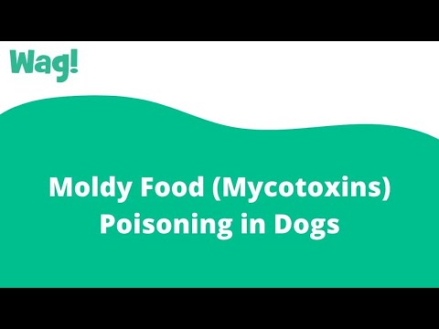 Video: Mycotoxins in Dogs