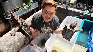 COD KURA KURA MONSTER SAMPE PURBALINGGA !!!