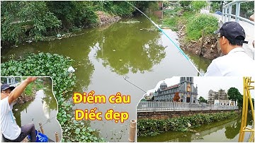 Ổ Bèo Này, Cá Diếc Trú Ngụ Rất Nhiều | Giật Cá Mỏi Tay