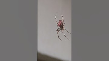 spider spider