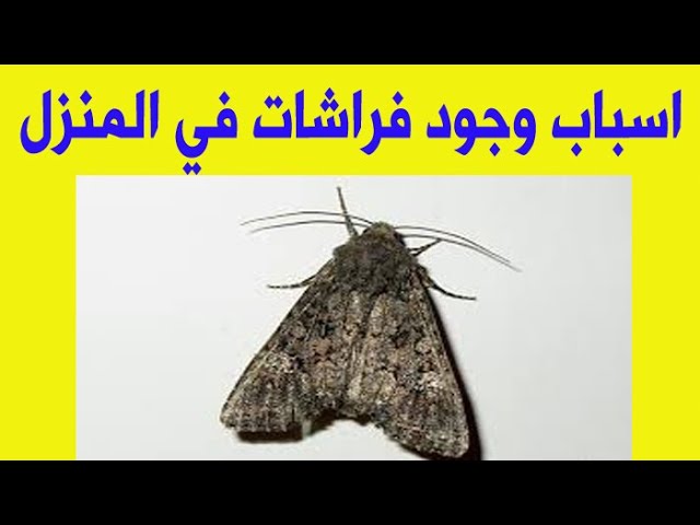 10 نصائح لإبعاد فراشات الليل عن شرفتكم وداخل منزلكم Sddefault