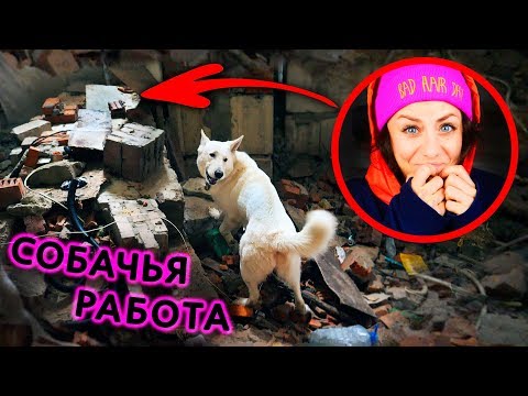 Видео: Pet Scoop: Полицейский спасает и принимает заброшенного щенка, на Аляске выпущены восстановленные тюлени