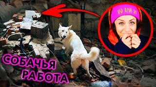 Собака Спасатель Спасла Меня Из Завала В Заброшке! Как Работают Собаки Спасатели? Профессии Животных