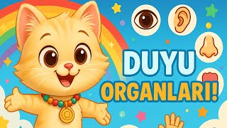 Bu Sevimli Kediyle Duyu Organlarını Öğren Mino Ile Eğlenceli Türkçe Çocuk Şarkısı