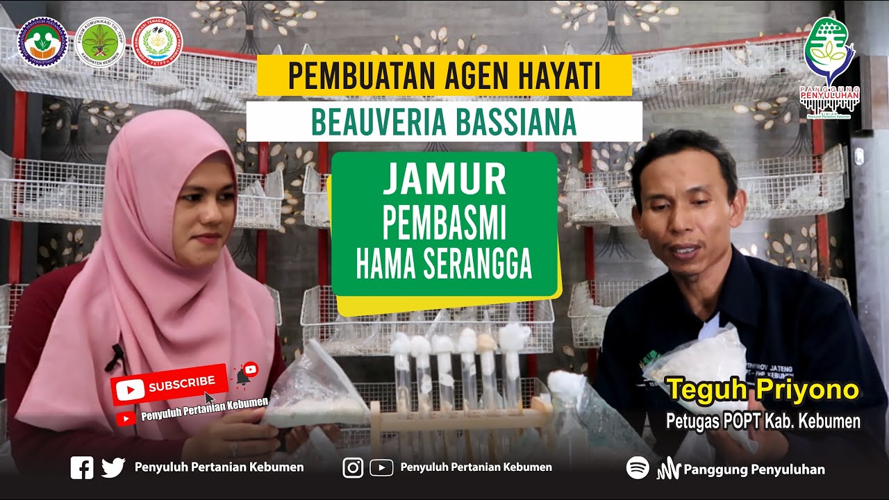 Cara AMPUH Basmi Hama Serangga dengan Beauveria bassiana Bersama Teguh Priyono